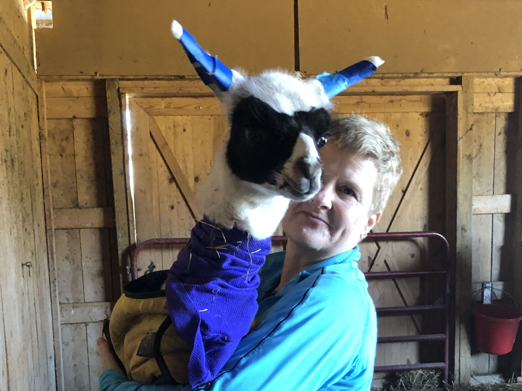 Divine Llama Vineyards